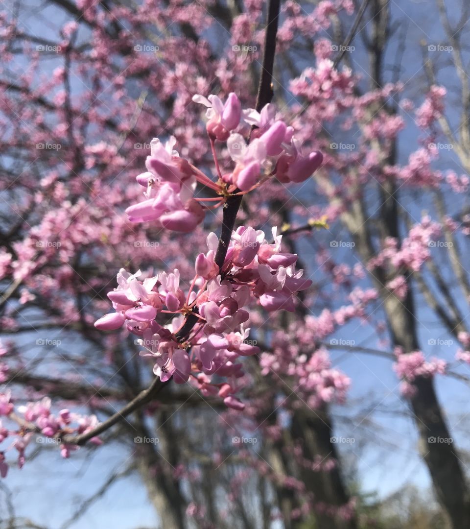 Beautiful redbud tree blooming, from us to you 