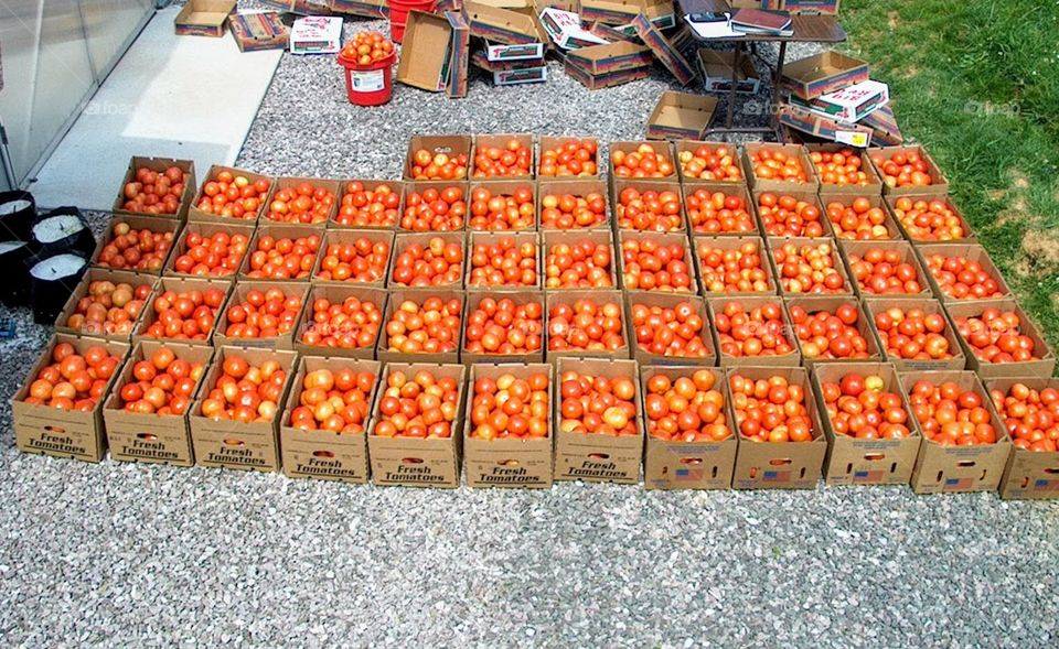 Greenhouse tomatoes grown at the University of Tennessee Knoxville 