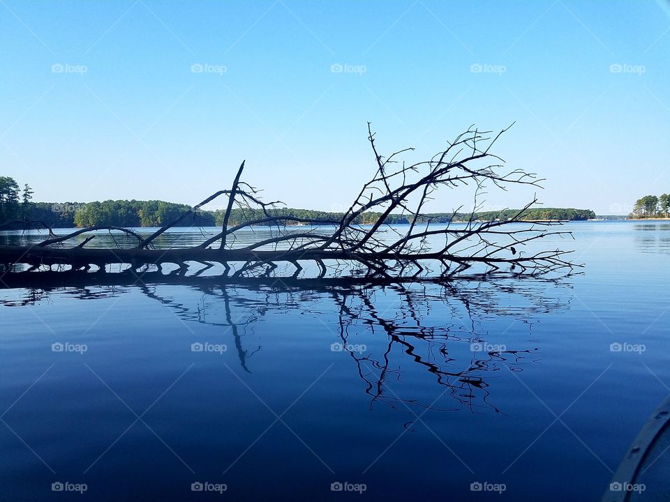 reflection of a fallen  tree on the lake.