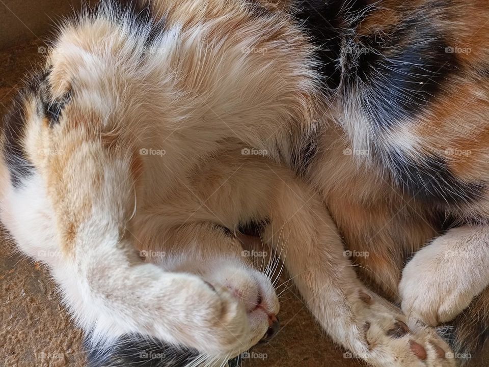 gato dormindo