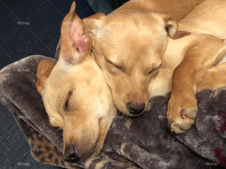 Brother and sister chaweenie snuggle