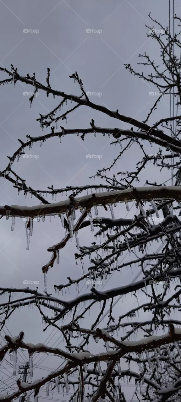 miracle of winter