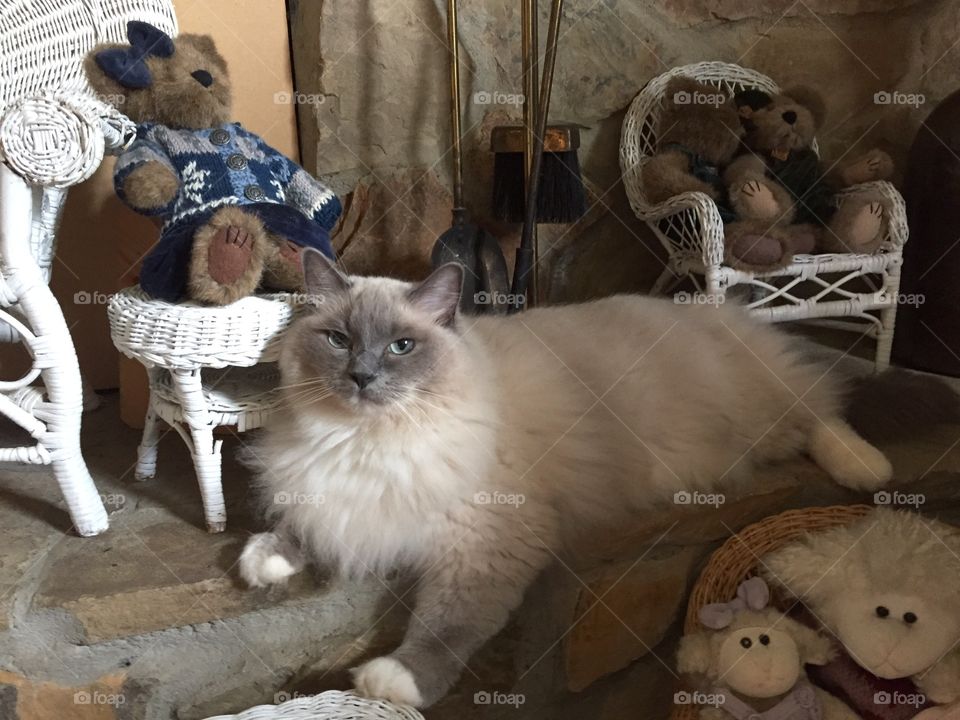 Ragdoll Cat. Ragdoll Cat resting