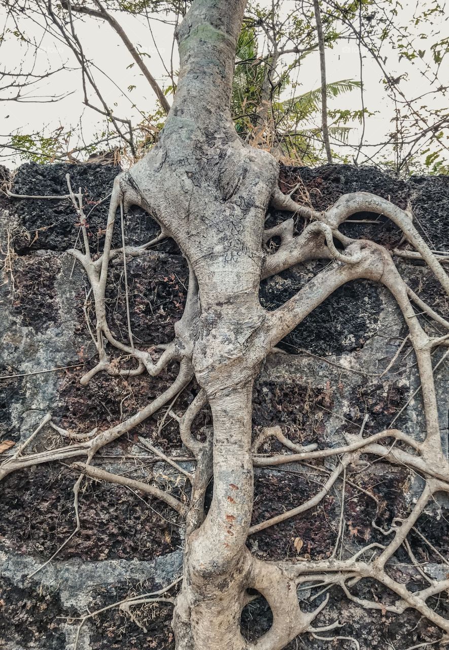 unusual angle, roots