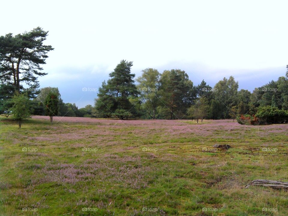 Luenneburger Heide