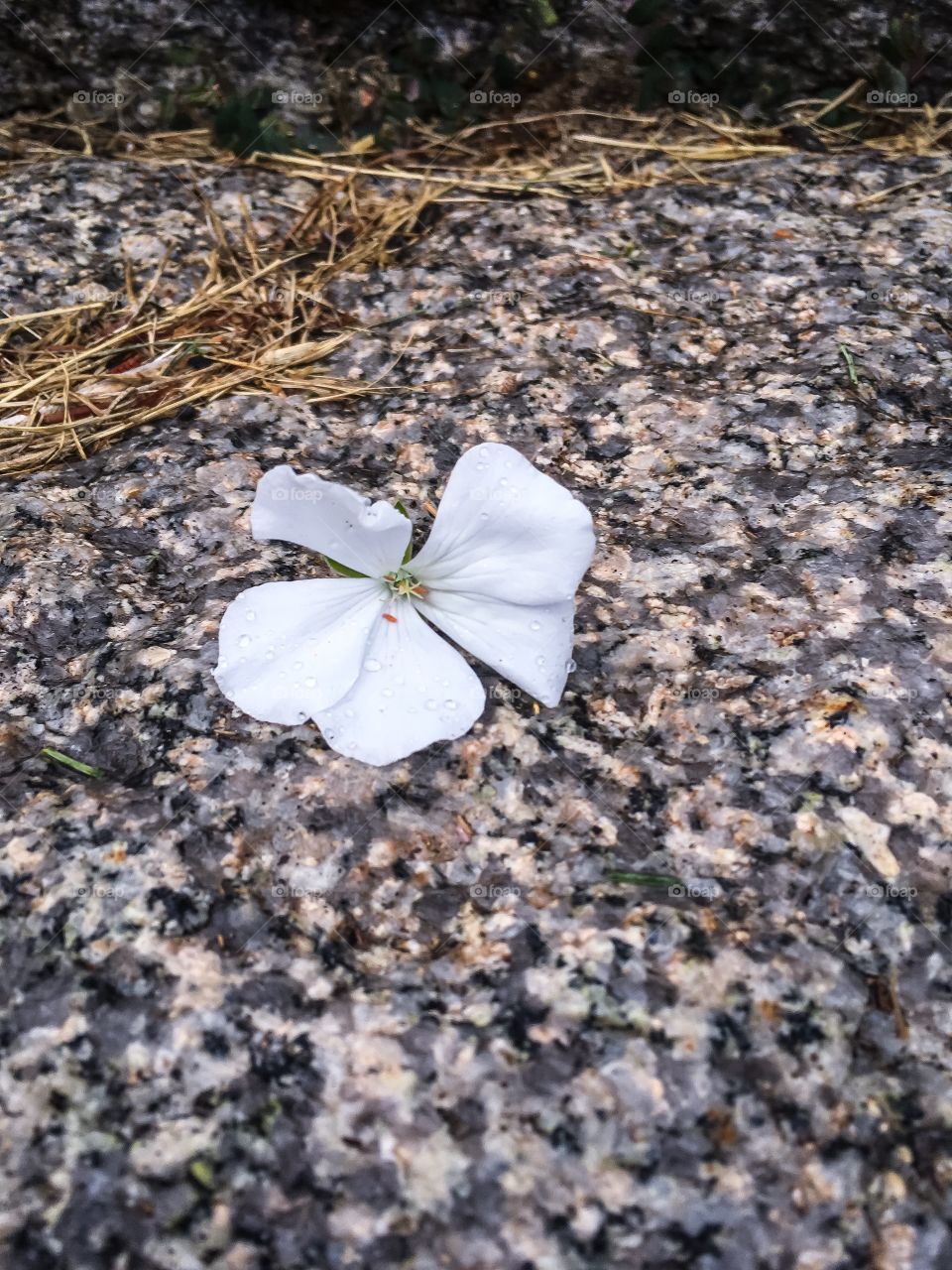 Fallen flower - white flower that fell onto a granite step.  The white stands out against the texture of the granite. 