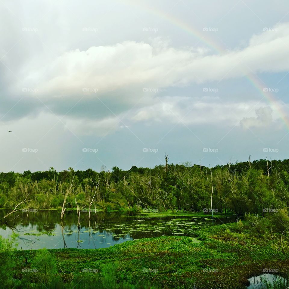 Swamp near I10 & I75, Live Oak, FL, Suwannee.