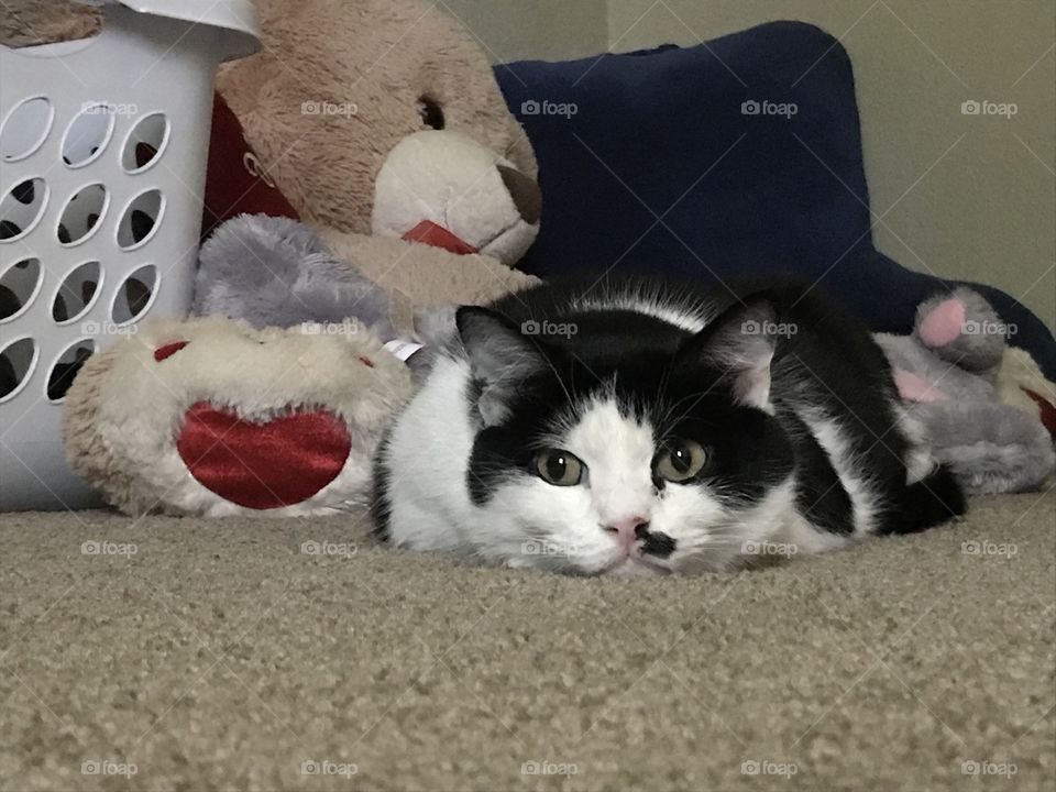Black and white cat laying down in front of teddy bear 