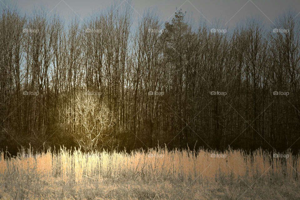 Old Fashioned Nature ( Series )