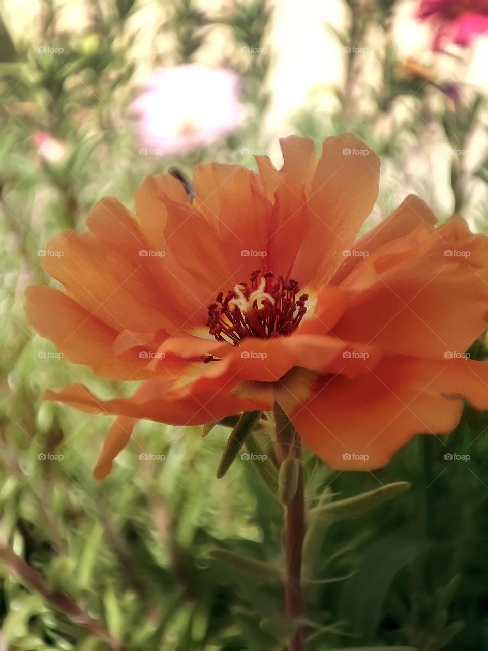 Macro photo of a flower growing in the garden