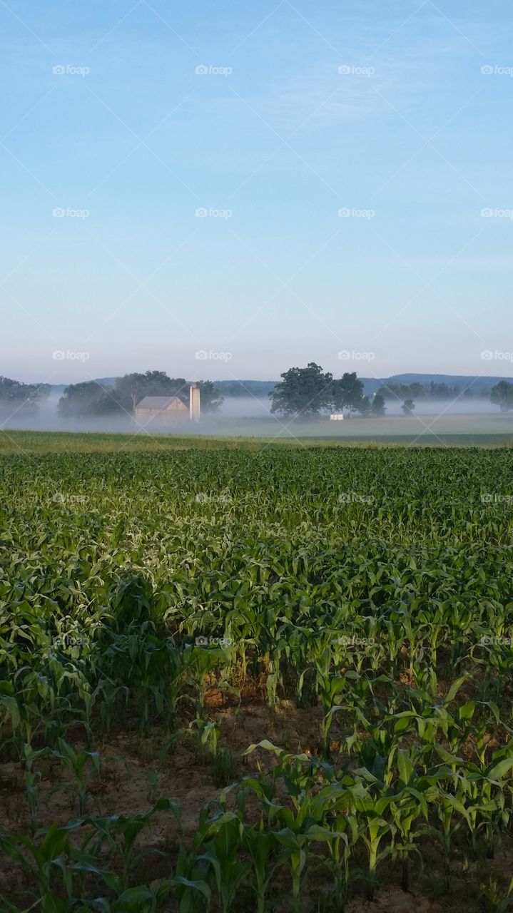 fog on the farm