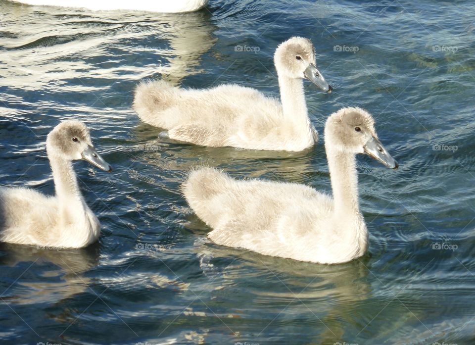 cygnets