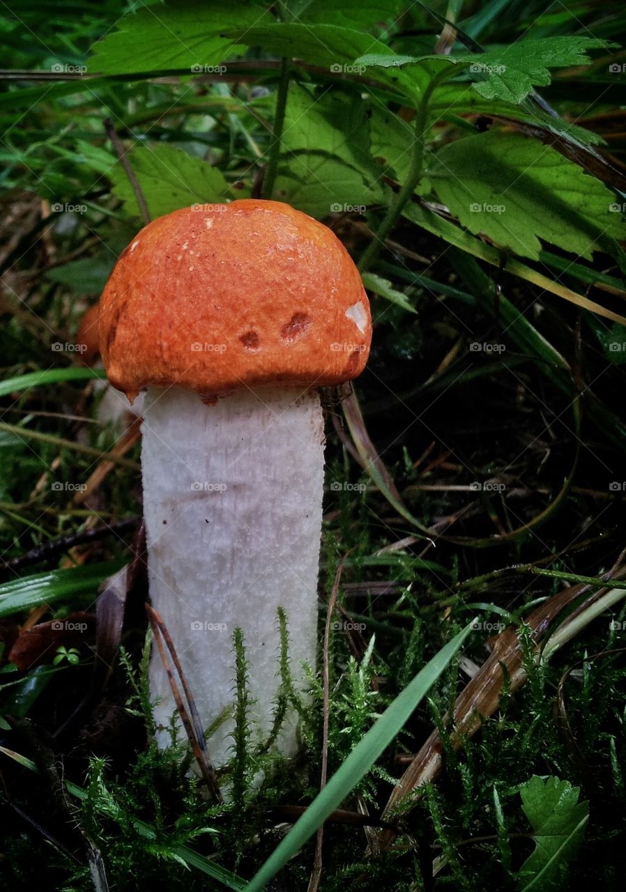 Mushroom
