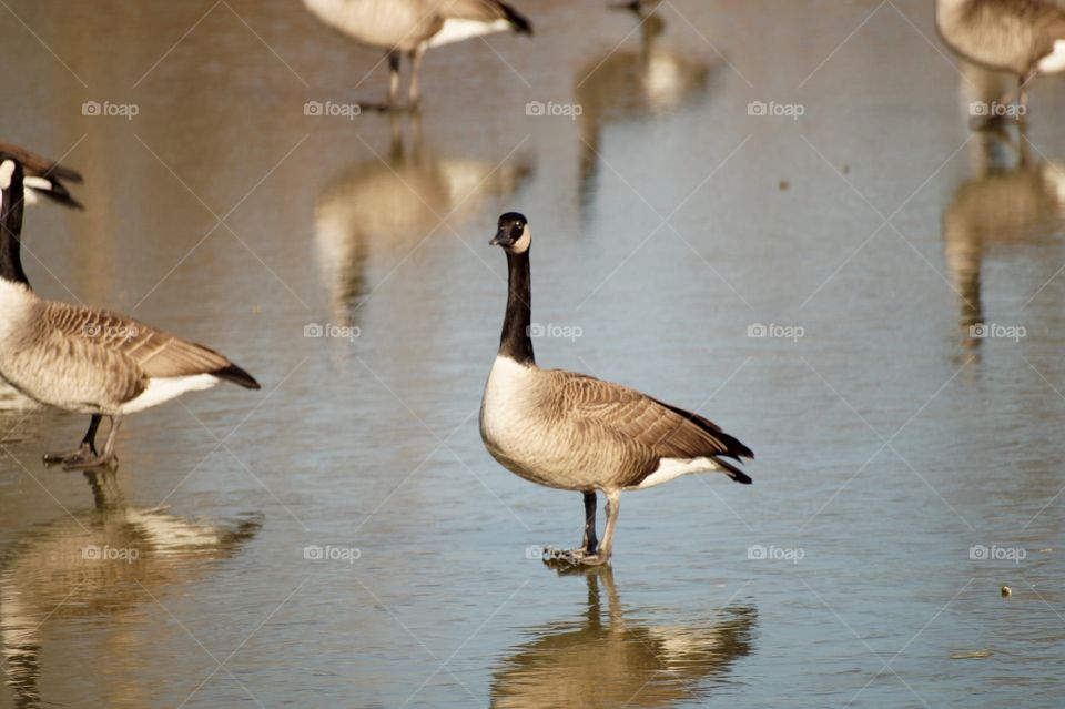 Geese on a frozen pond. 