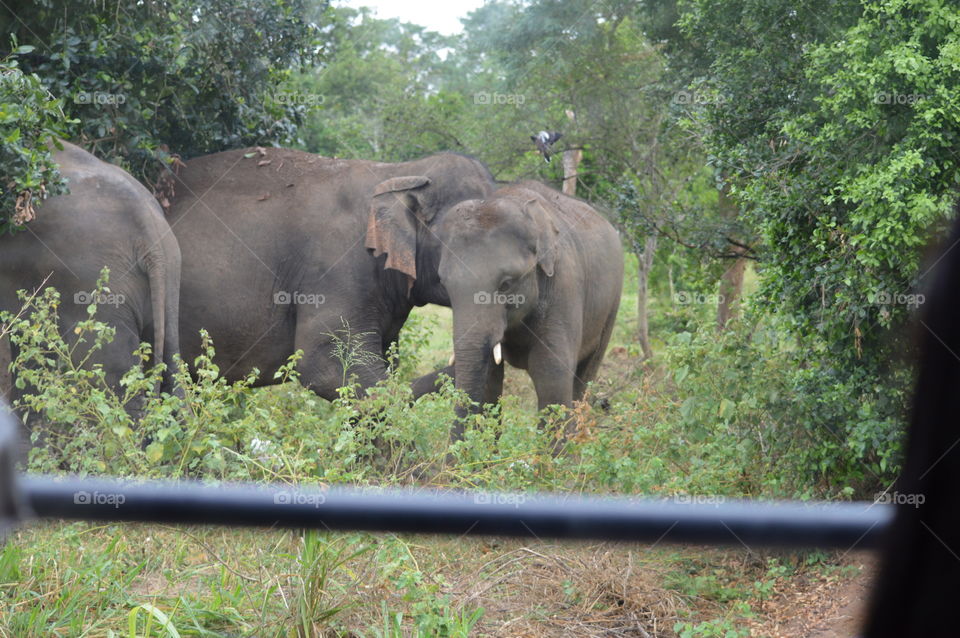 elephant park -rideegama-Sri lanka