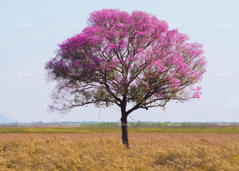 Ipê roxo fotografado no Pantanal Sul