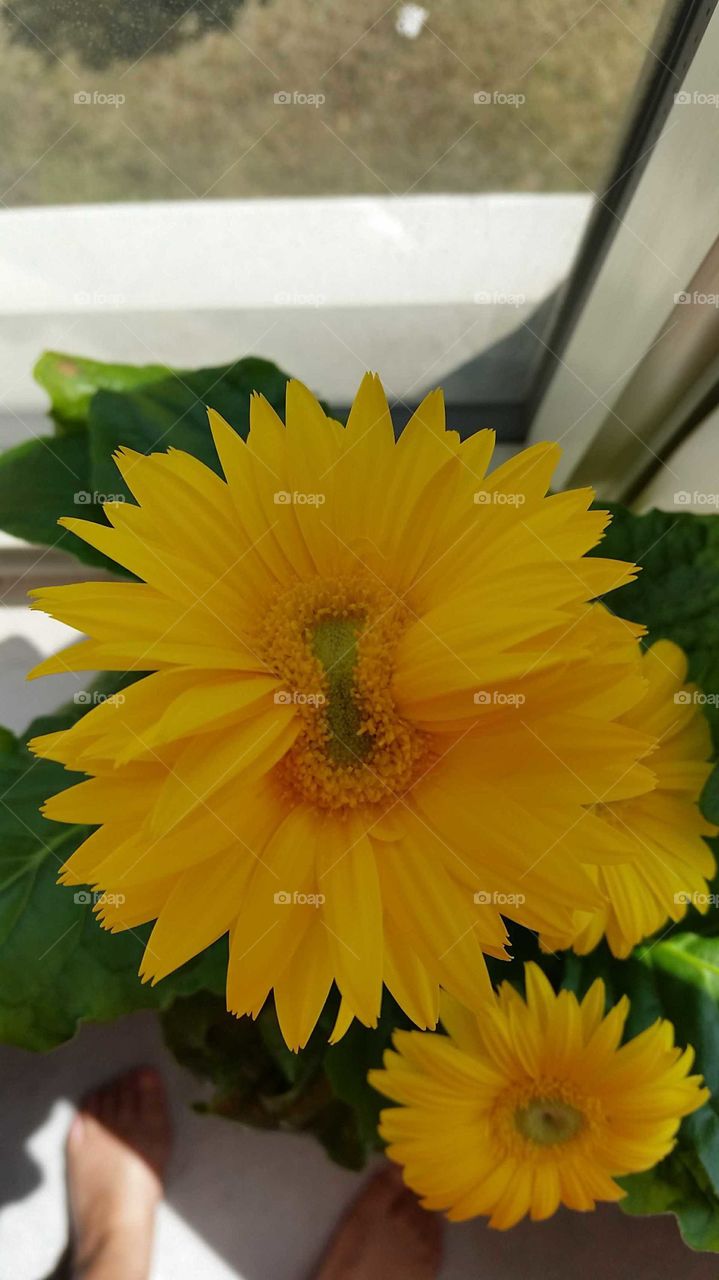 Siamese Twins Conjoined Yellow Flower