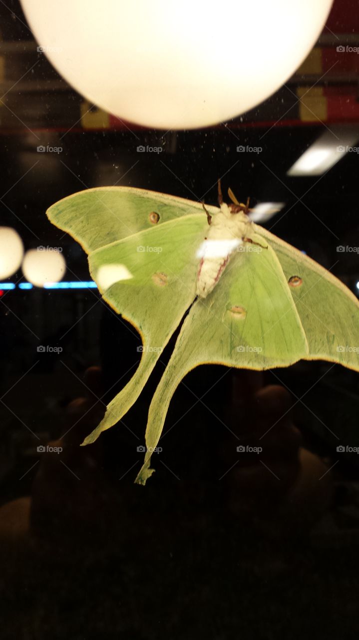 luna moth. big green