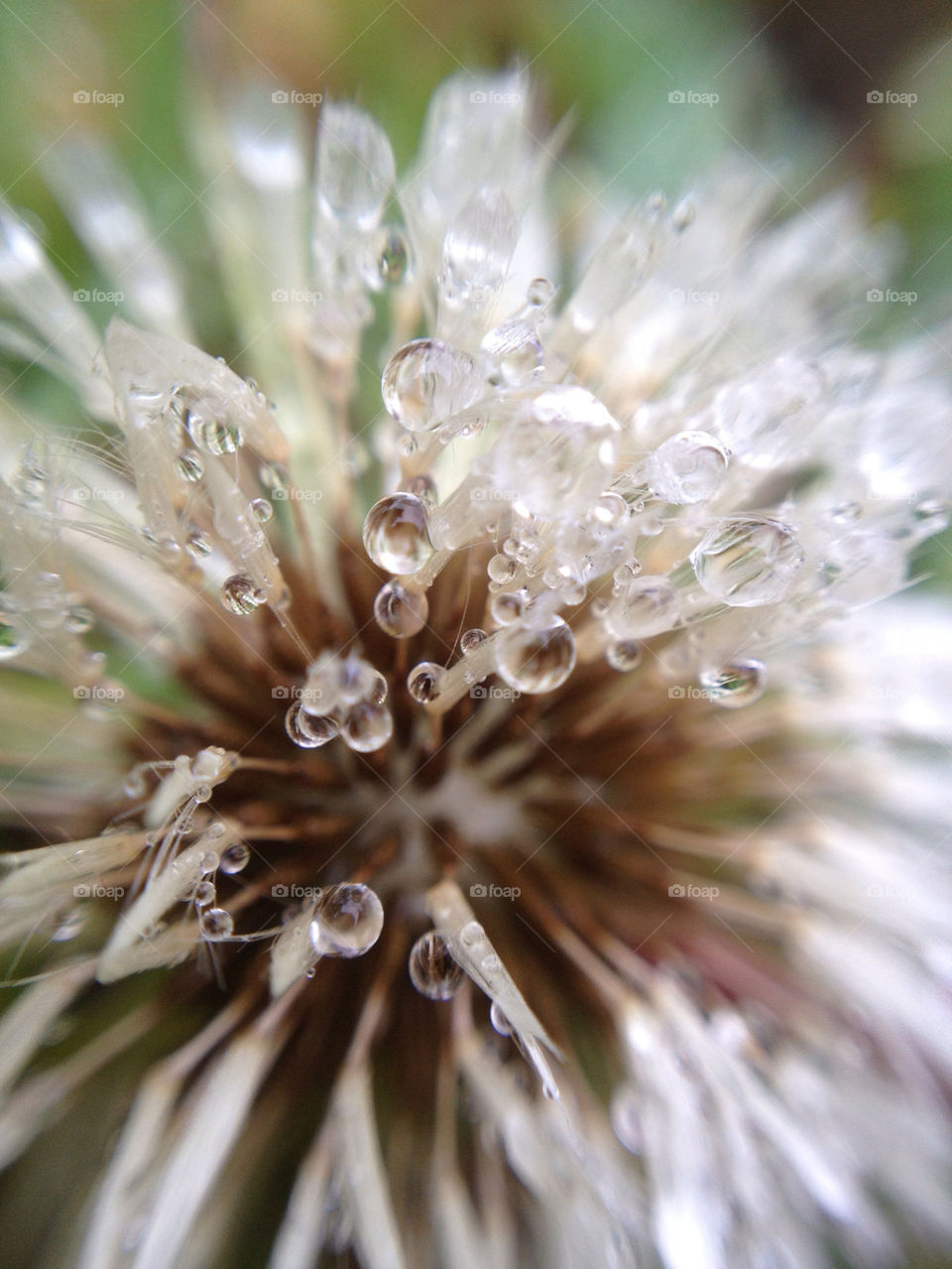 dandelion macro waterdrops by tamaly