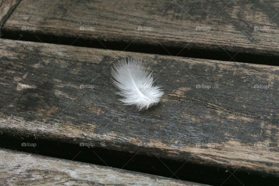 White feather