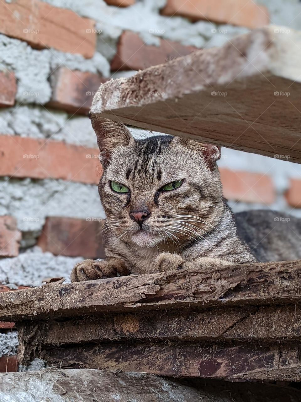 striped cat relaxing on a pile of wood🐈😹