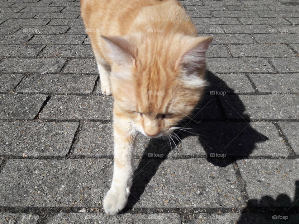cat of Ferrara