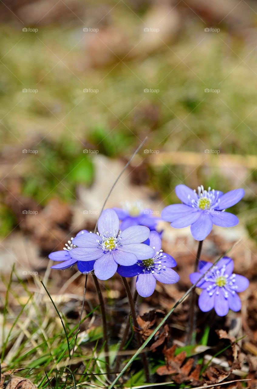 Spring hepatica