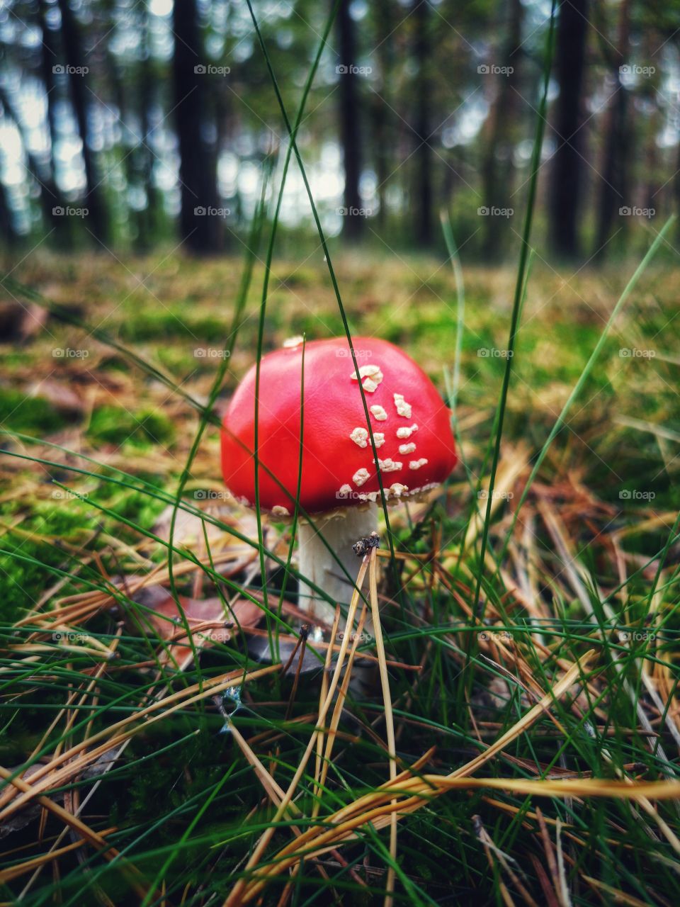 Amanita in the autumn forest