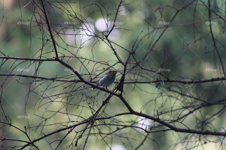 Bird on a tree branch in the forest