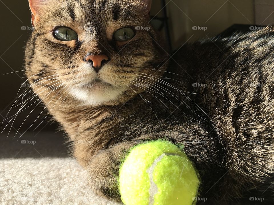 Tabby and ball