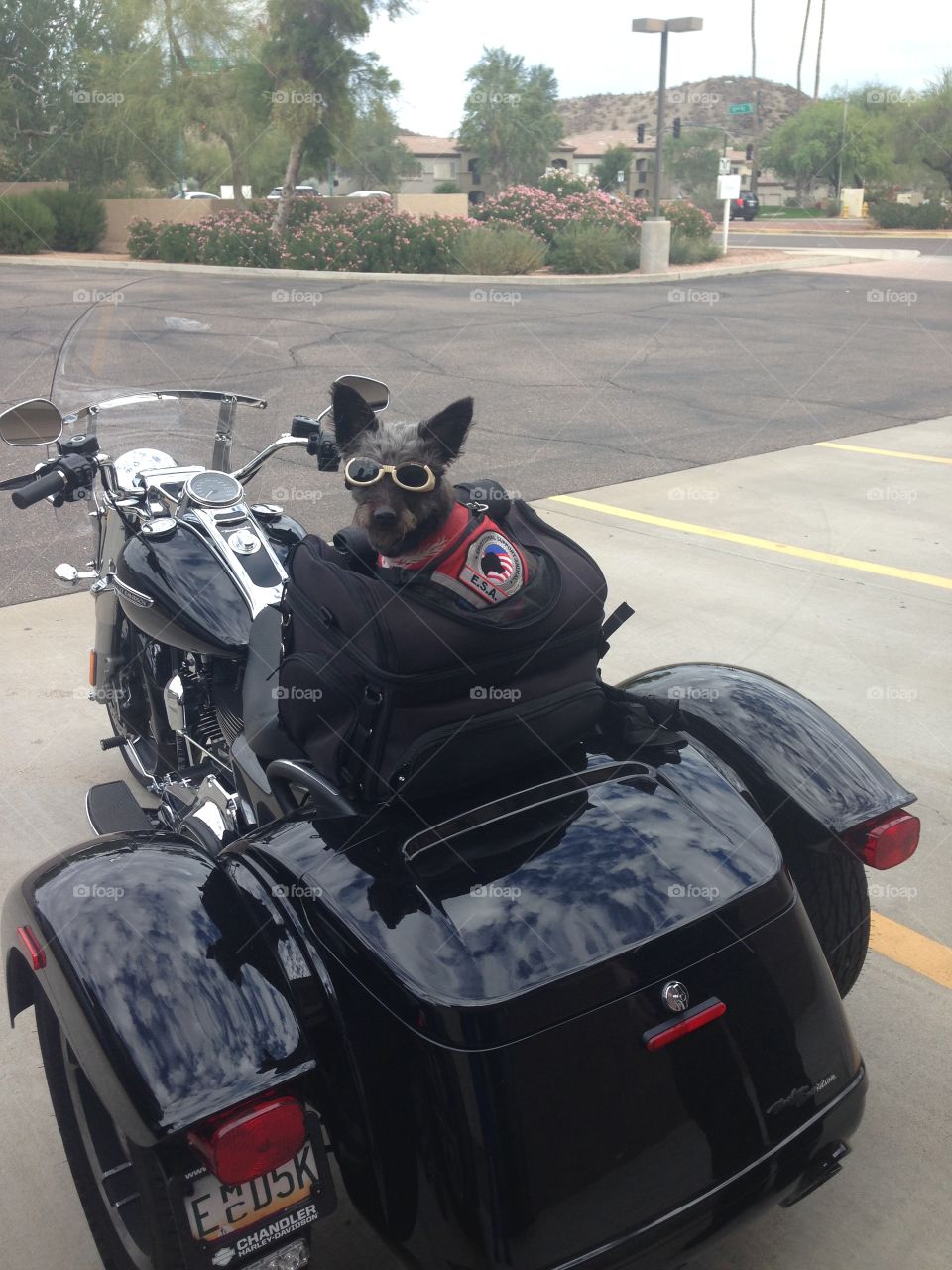 Motorcycle Riding Doggie 