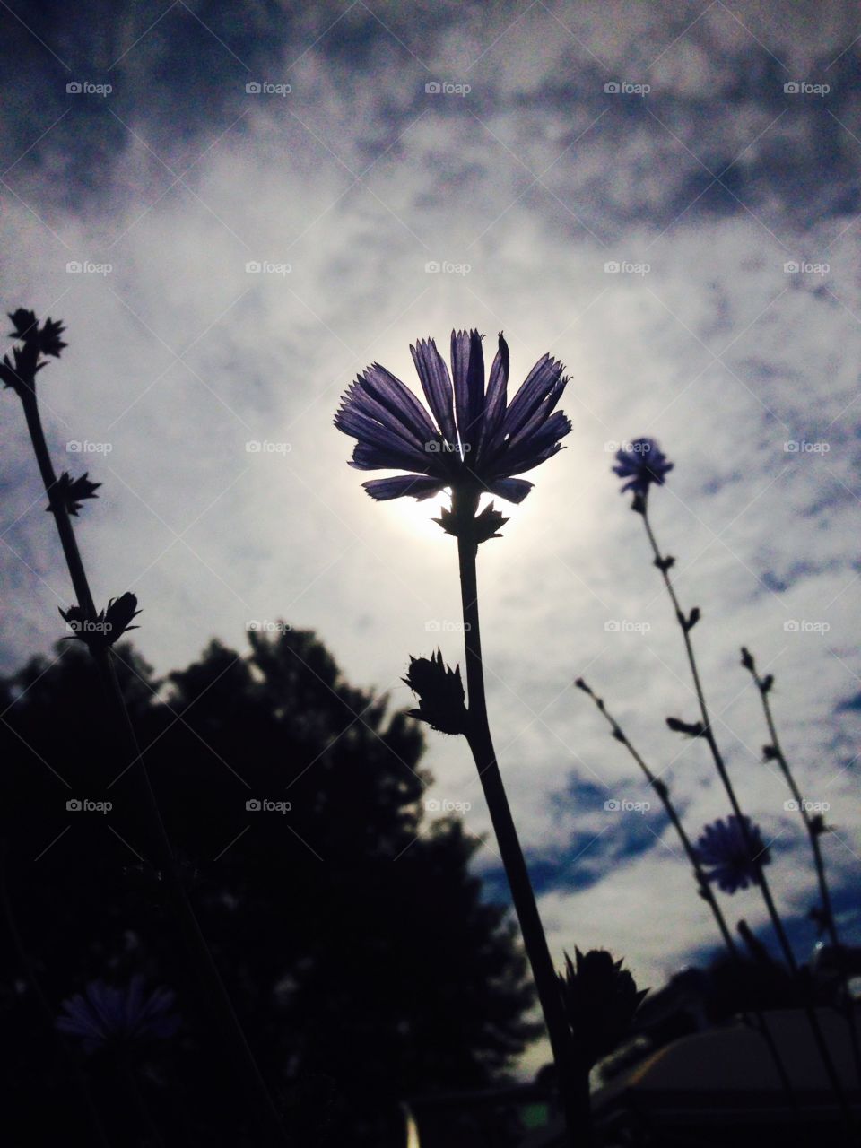 Beautiful weed