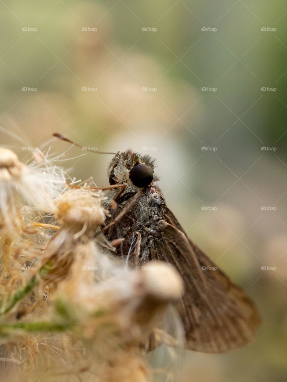 Closeup of Beautiful Small branded swift Butterfly