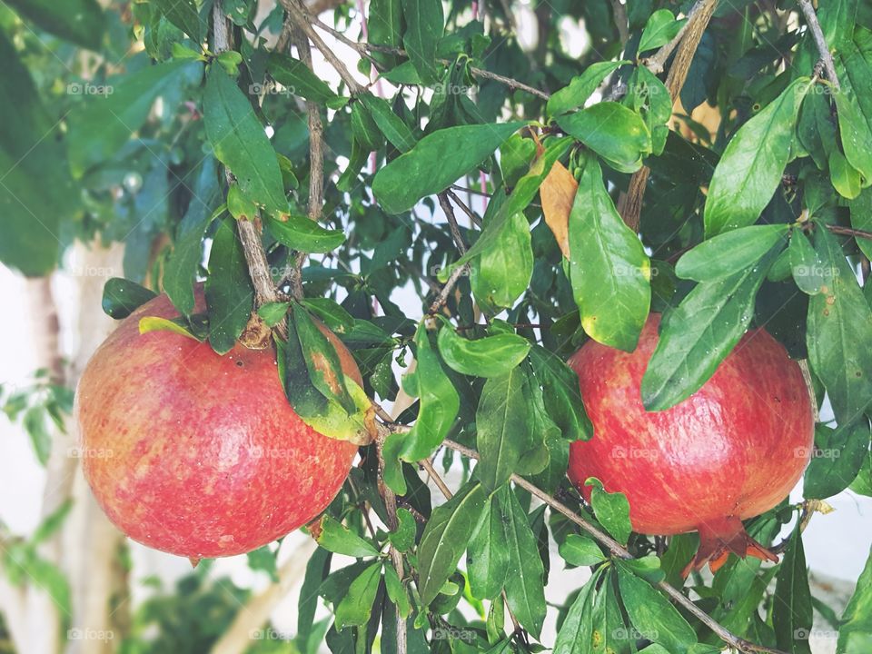 Pomegranates