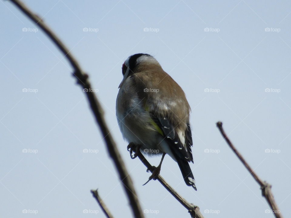 Side profile of a goldfinch