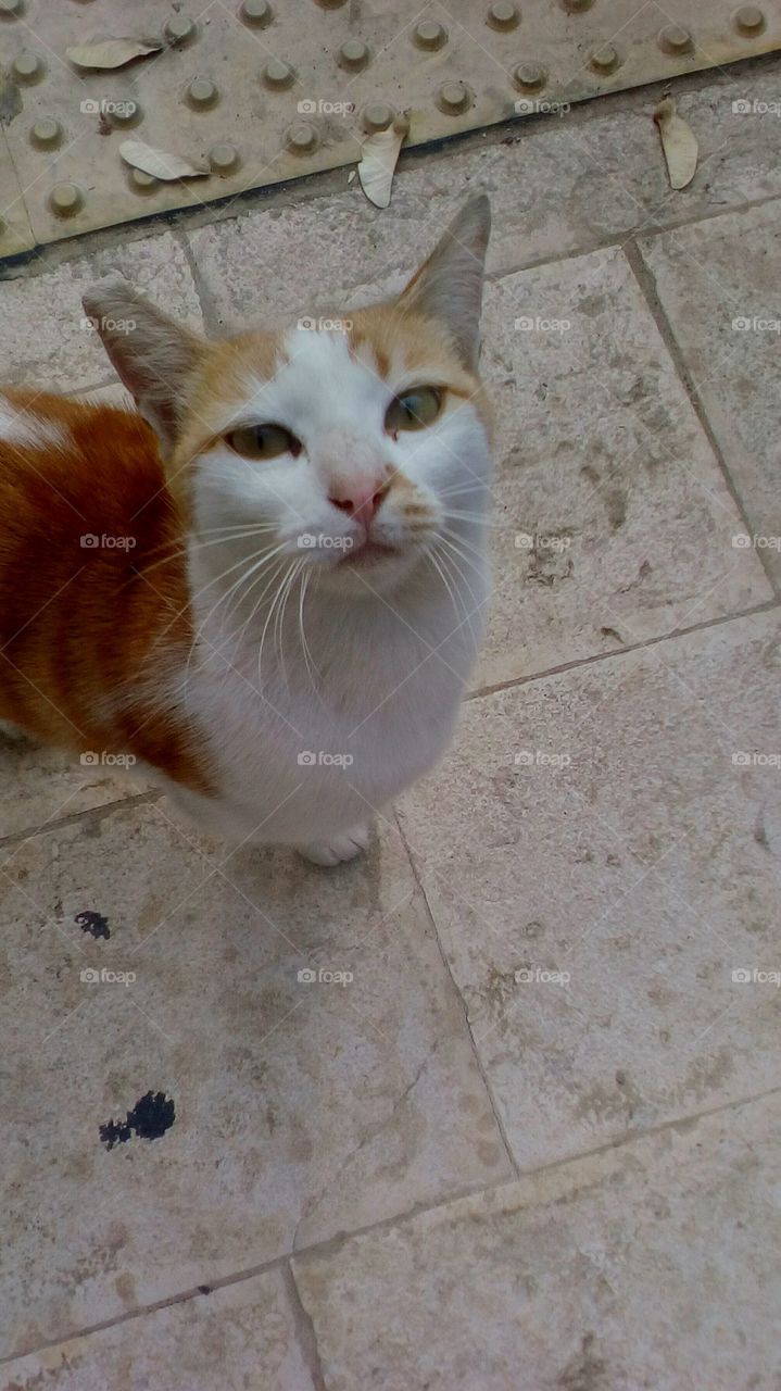 Cat sit on pavement in street and looking