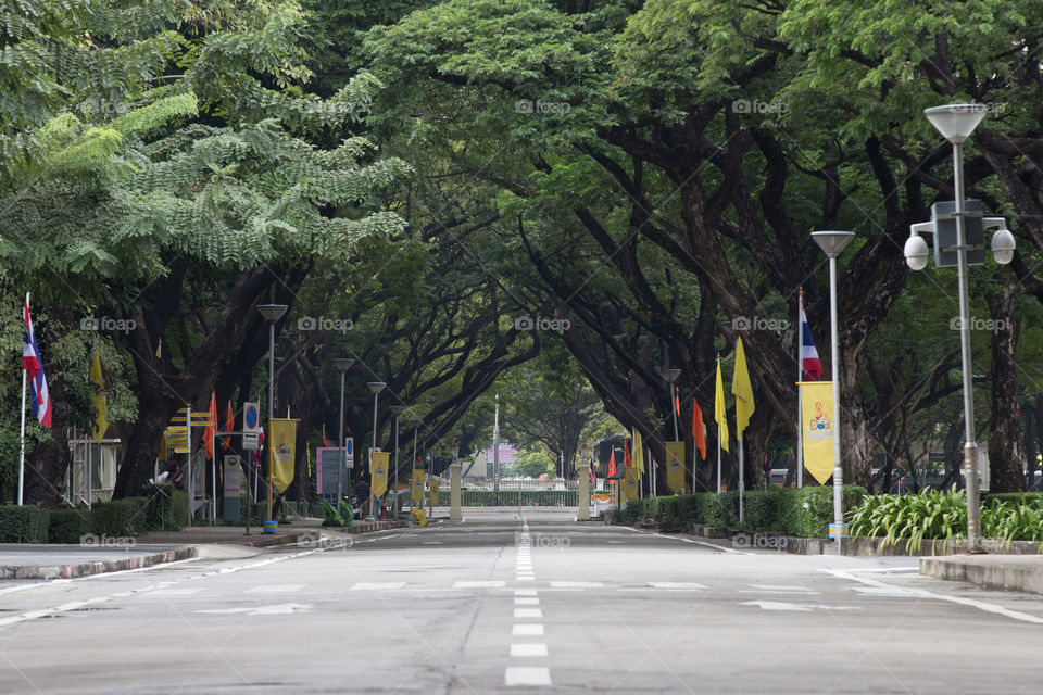 Road cover with tree tunnel 