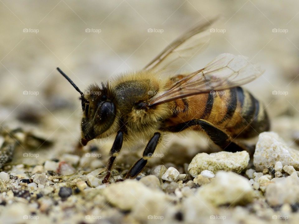 Bee