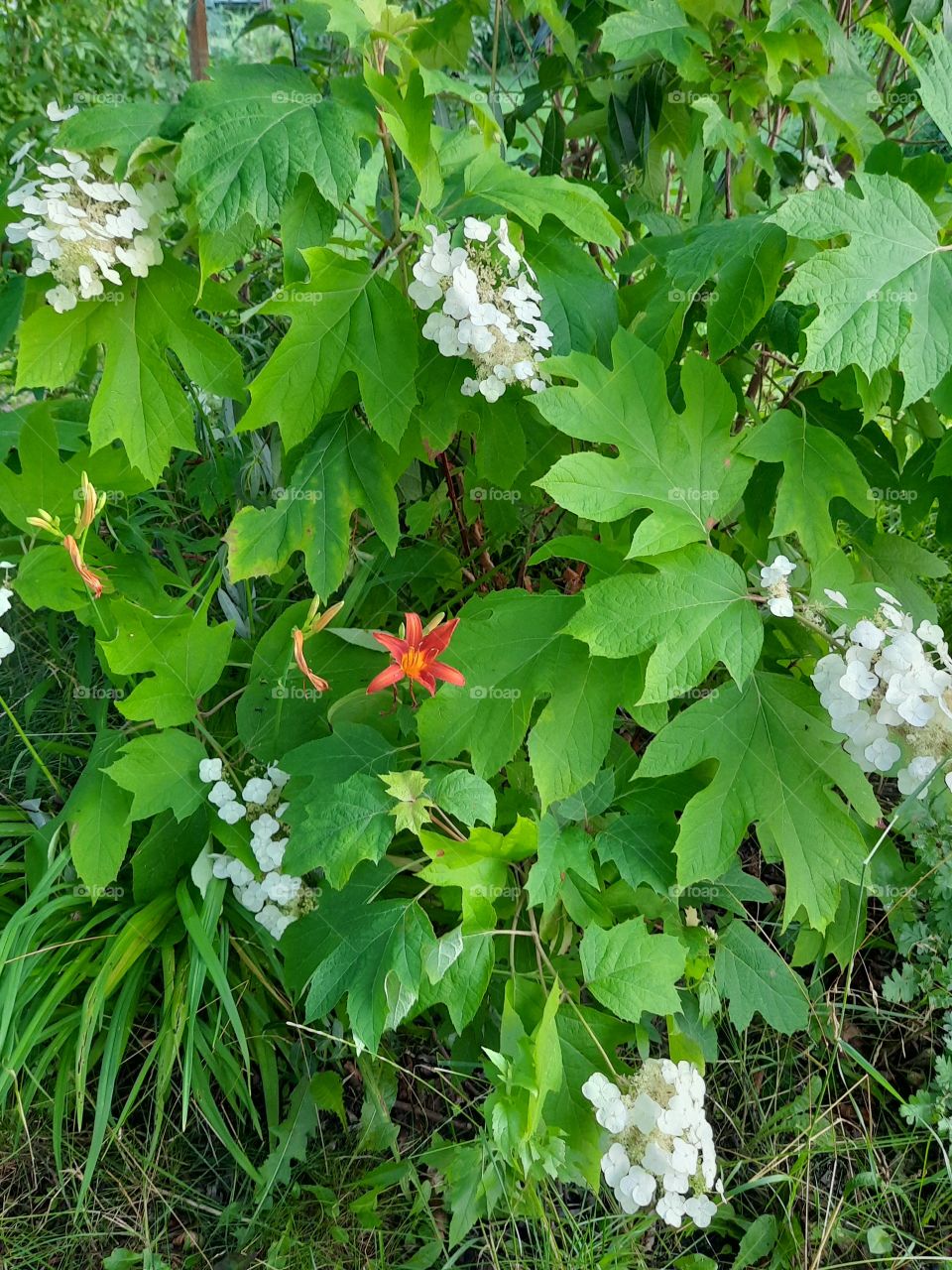 single orange ondaylily flower in hydrangea bush