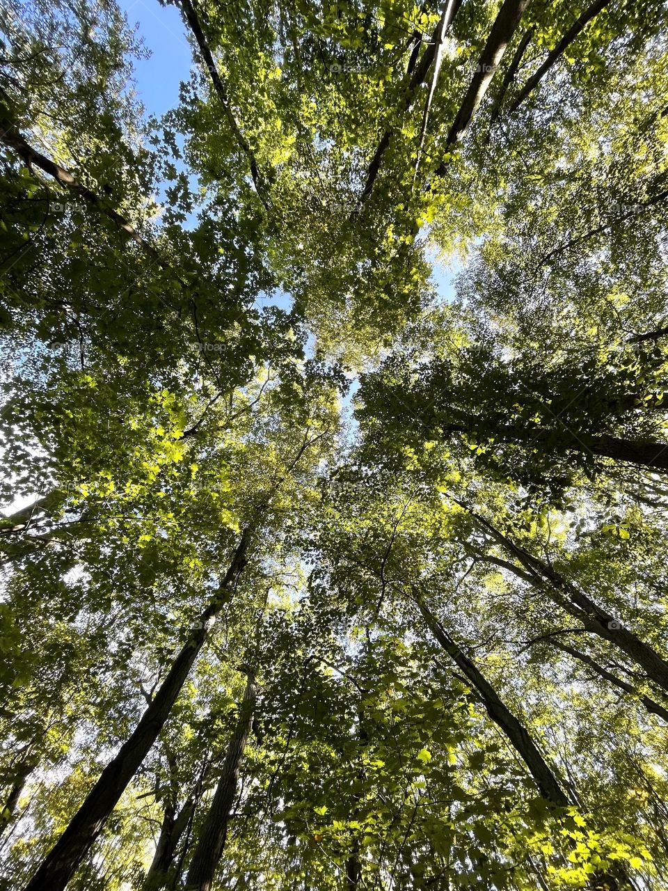 Tall trees from below 