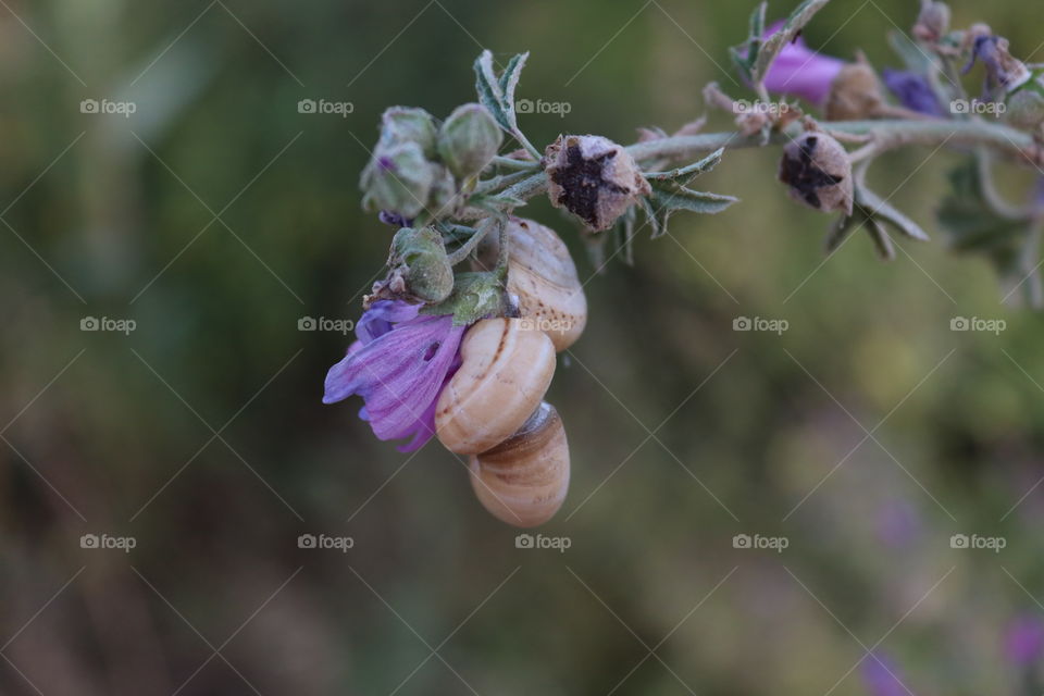 Flower with small snails climbing on it