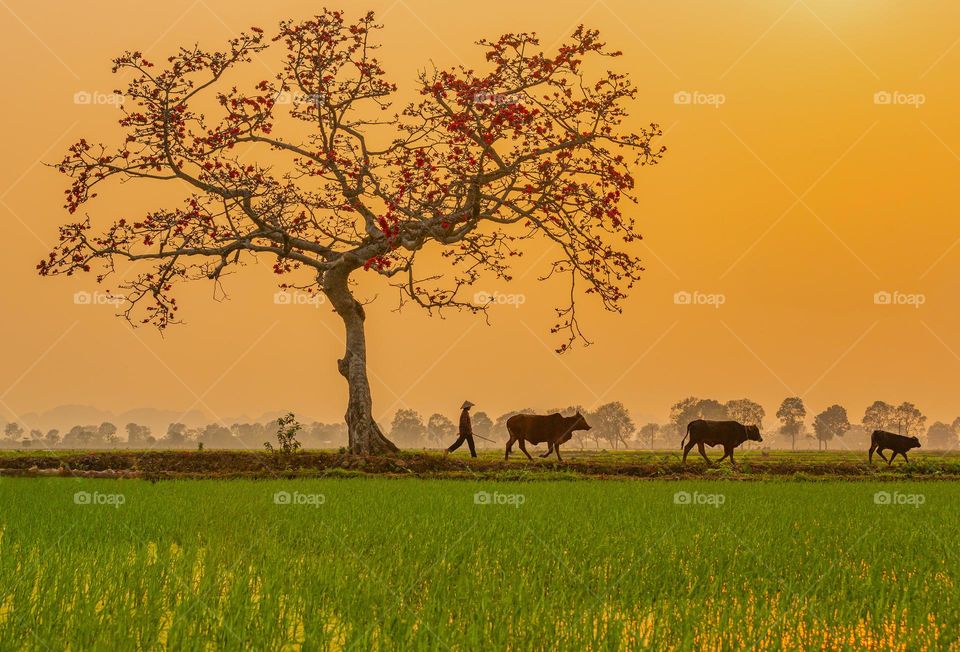 Peaceful in the countryside