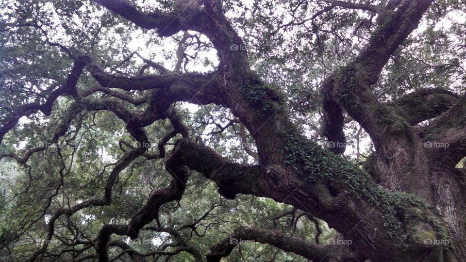Angel Oak