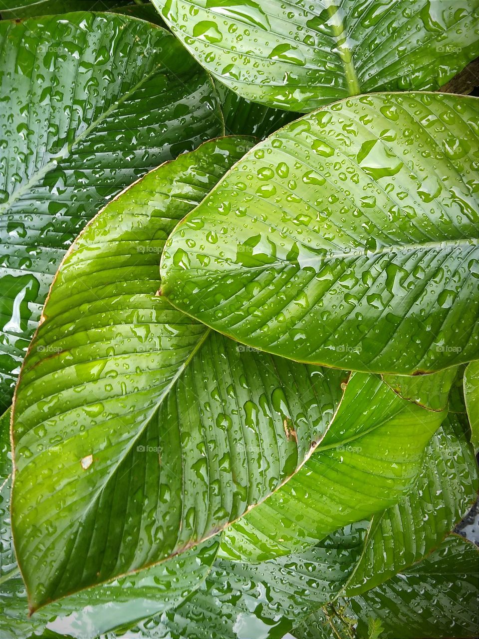 The leaves in the rain.