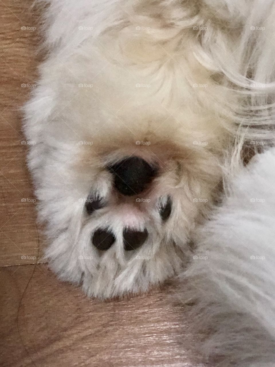 Cutest dog paw 🐾