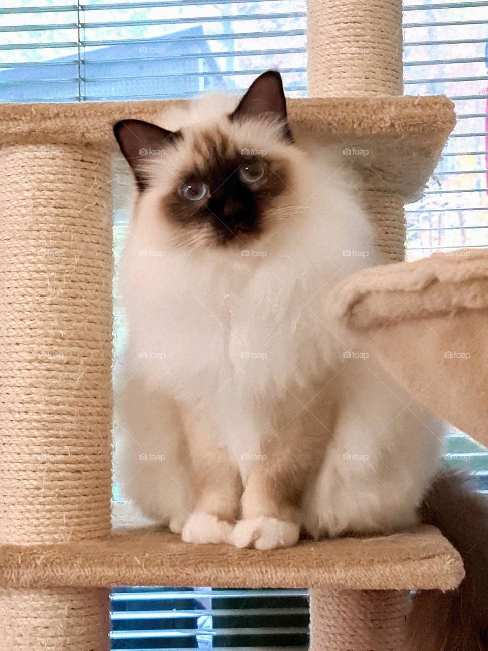 Close up of surprised young fluffy Sacred Birman cat looking to the camera