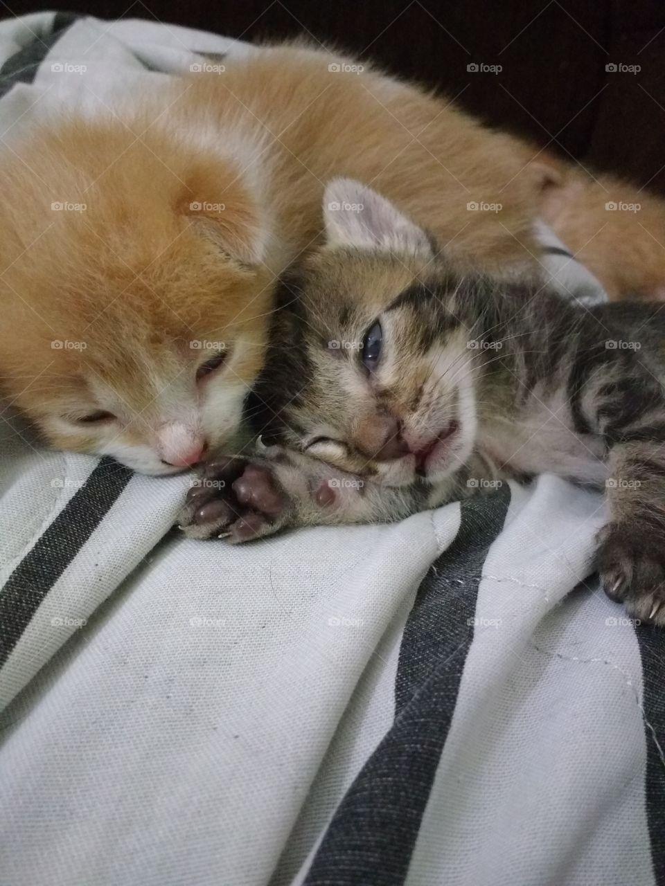 Two kitten sleeping on bed