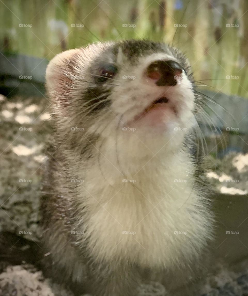 Ferret Portrait 