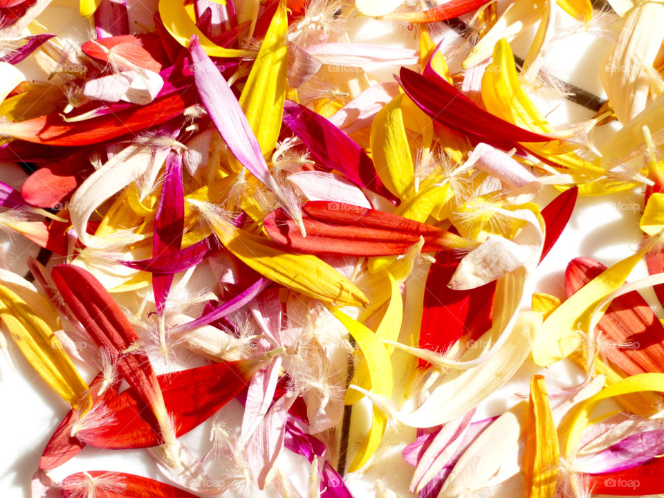 Closeup of multicolored flower petals 