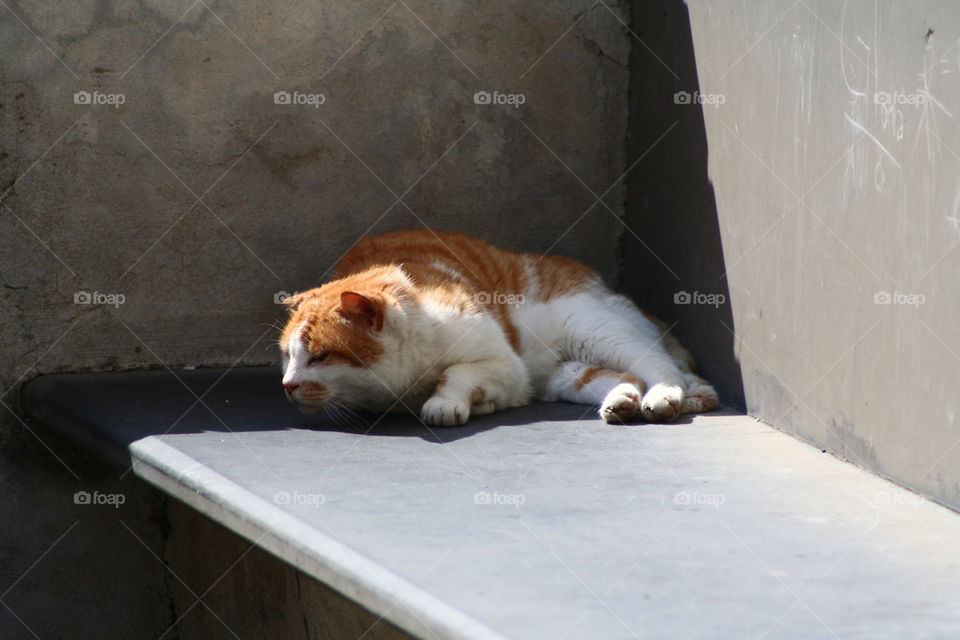 emergency cat animal help by adrianocastelli